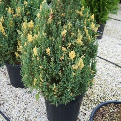 Можжевельник китайский Вариегата Можжевельник китайский Вариегата фото