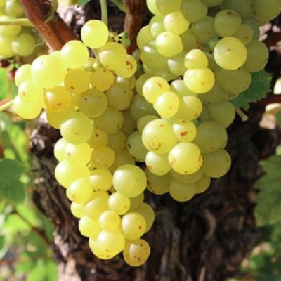 Виноград Мускат десертный - Dolina-Sad.Ru