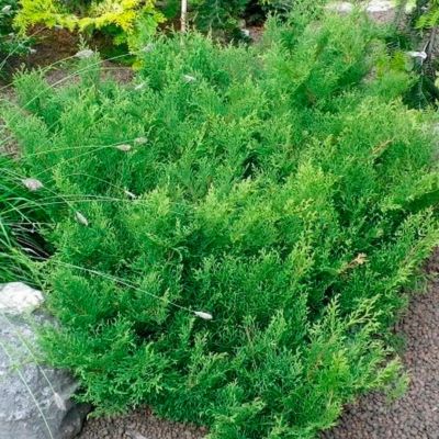 Микробиота перекрестнопарная Якобсен Микробиота перекрестнопарная Якобсен - Dolina-Sad.Ru