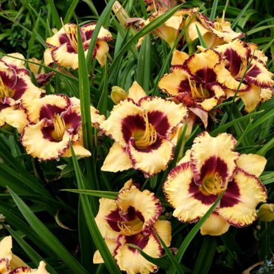 Лилейник Оупен Май Айс Лилейник Оупен Май Айс - Dolina-Sad.Ru