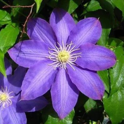 Клематис Х Ф Юнг Клематис Х Ф Юнг фото