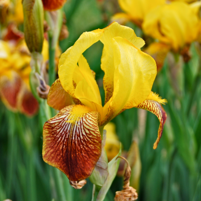 Ирис Споттед Еллоу Ирис Споттед Еллоу фото