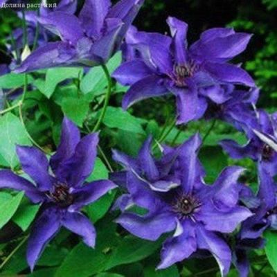 Клематис Иоланта Клематис Иоланта фото