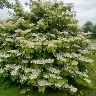 Калина складчатая Мариеси - Dolina-Sad.Ru