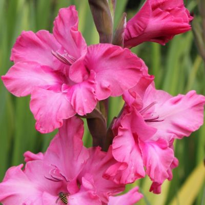 Гладиолус Кингстон Раффл - Dolina-Sad.Ru