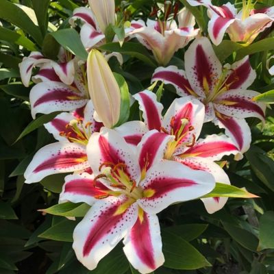 Лилия Биг Смайл - Dolina-Sad.Ru