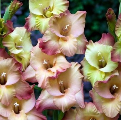 Гладиолус Шутер Гладиолус Шутер - Dolina-Sad.Ru