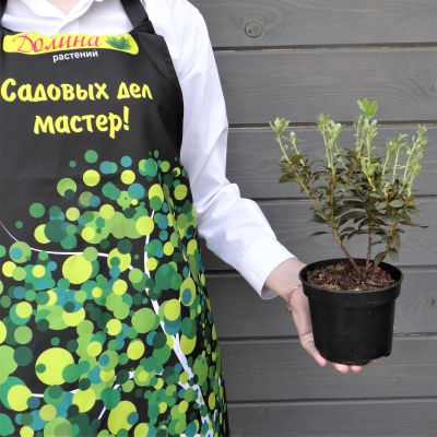 Рододендрон гибридный Гартендиректор Ригер Рододендрон гибридный Гартендиректор Ригер фото