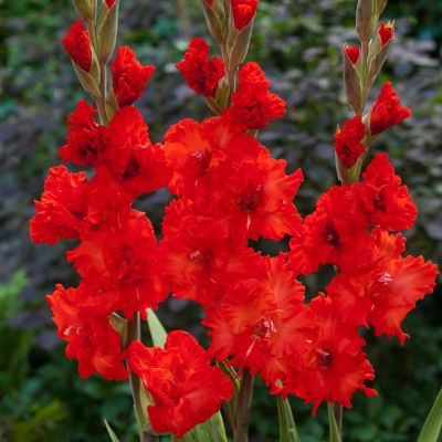 Гладиолус Файр Крекер Гладиолус Файр Крекер - Dolina-Sad.Ru