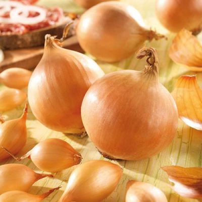 Лук-севок Коррадо (10-21мм) Лук-севок Коррадо (10-21мм) фото