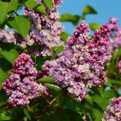 Сирень обыкновенная Маршал Фош фото