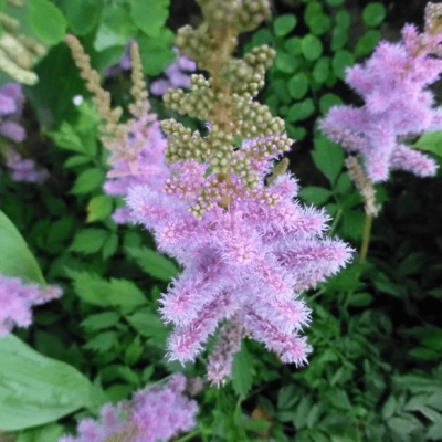 Астильба китайская Пумила Астильба китайская Пумила фото