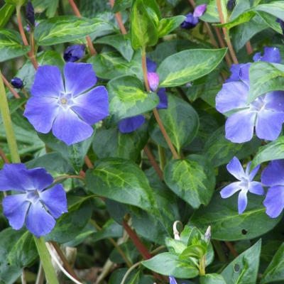 Барвинок малый Макулята фото