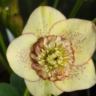 Морозник Еллоу Спот Морозник Еллоу Спот - Dolina-Sad.Ru