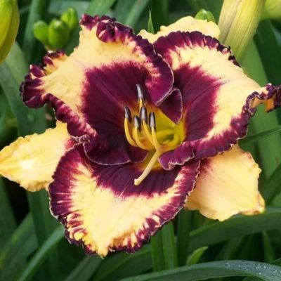 Лилейник Оупен Май Айс Лилейник Оупен Май Айс - Dolina-Sad.Ru