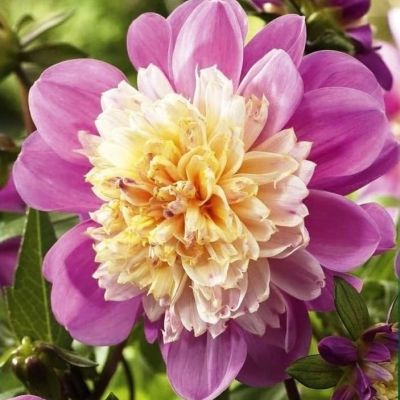 Георгина Тэйк оф фото