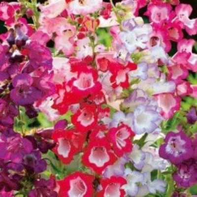 Пенстемон наперстянковый, Смесь фото