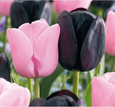 Набор 25 тюльпанов триумф Набор 25 тюльпанов триумф фото