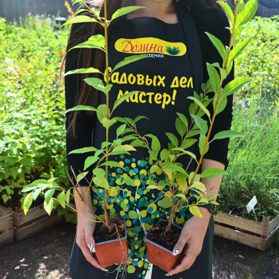 Форзиция Линвуд Форзиция Линвуд фото