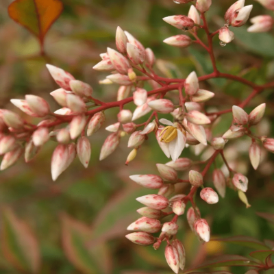 Нандина фото