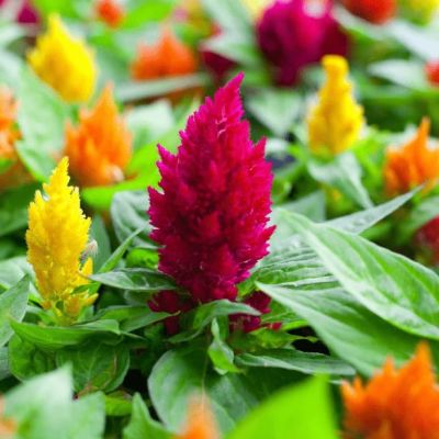 Целозия перистая Лиллипут микс Целозия перистая Лиллипут микс фото