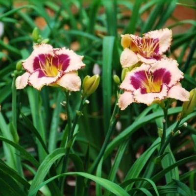 Лилейник Дэринг Дисепшн Лилейник Дэринг Дисепшн фото