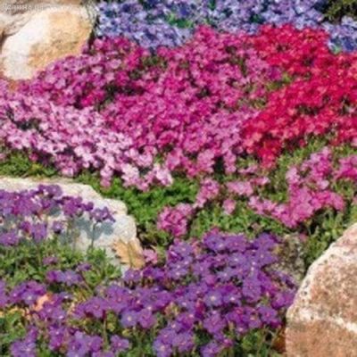 Обриета Каскад, смесь Обриета Каскад, смесь фото