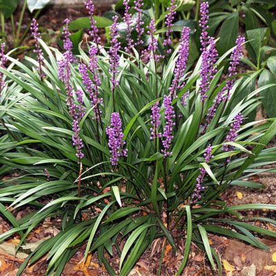 Лириопе мускари Пурпл Пассион Лириопе мускари Пурпл Пассион - Dolina-Sad.Ru