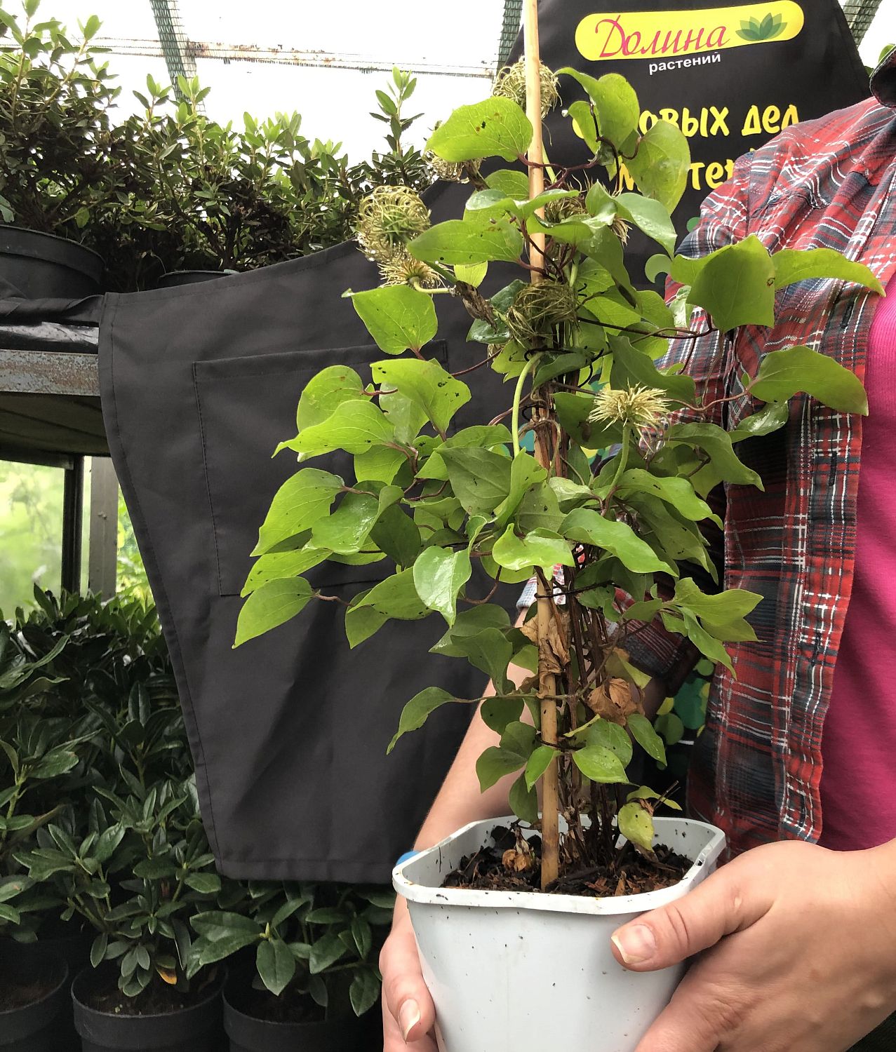 Клематис Доктор Руппел Клематис Доктор Руппел фото