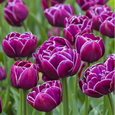 Тюльпан Дрим Тач Тюльпан Дрим Тач фото