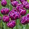 Тюльпан Дрим Тач Тюльпан Дрим Тач фото