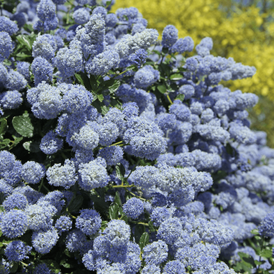 Цеанотус Глория Де Версаль Цеанотус Глория Де Версаль фото