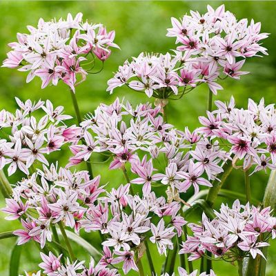 Аллиум Хамелеон Аллиум Хамелеон - Dolina-Sad.Ru