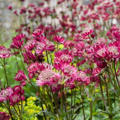 Астранция крупная Кларет - Dolina-Sad.Ru