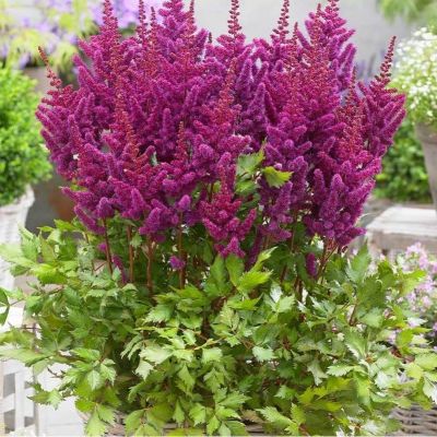 Астильюа китайская Литл Вижн ин Перпл Астильюа китайская Литл Вижн ин Перпл - Dolina-Sad.Ru