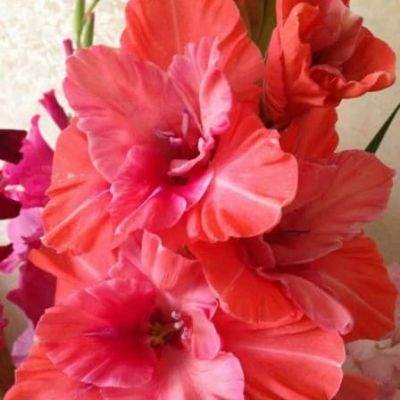 Гладиолус Бимбо Гладиолус Бимбо фото