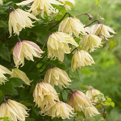 Клематис Голден дрим Клематис Голден дрим фото