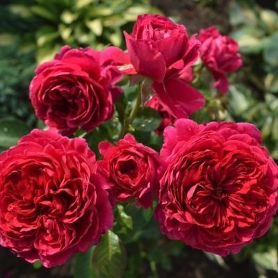 Роза 40 братьев - Dolina-Sad.Ru