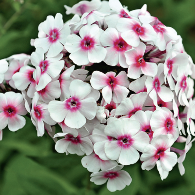 Флокс Ред Вайт Флокс Ред Вайт фото