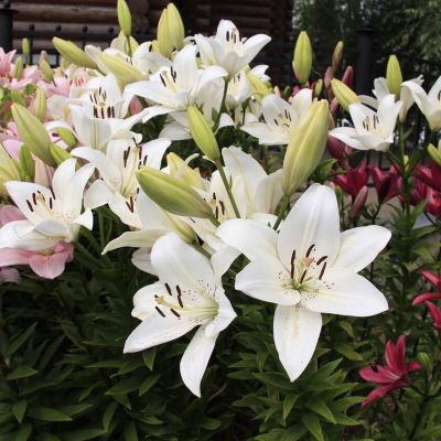 Лилия Пуресс Лилия Пуресс - Dolina-Sad.Ru