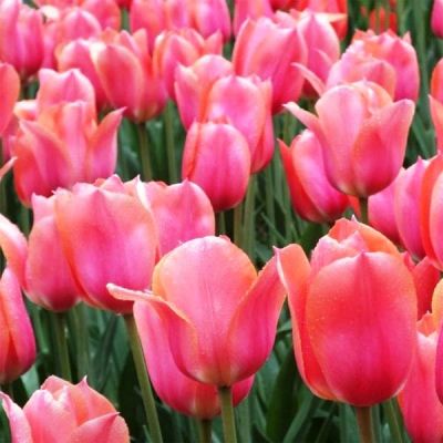 Тюльпан Перестройка Тюльпан Перестройка фото