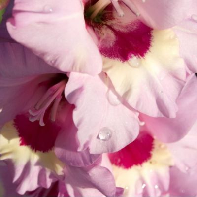 Гладиолус Новара Гладиолус Новара - Dolina-Sad.Ru