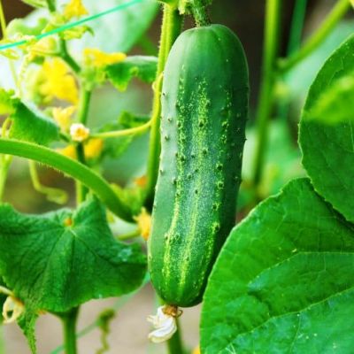 Огурец Конкурент фото
