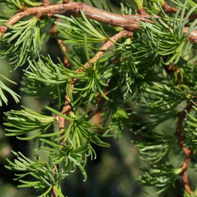 Лиственница японская Диана Лиственница японская Диана фото