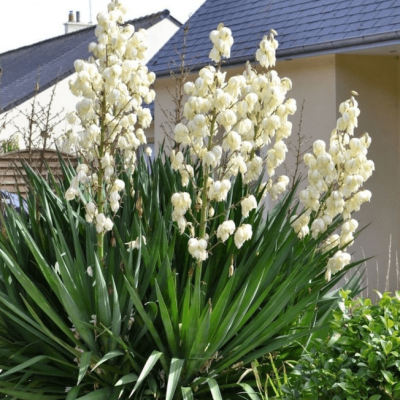 Юкка нитчатая Юкка нитчатая фото