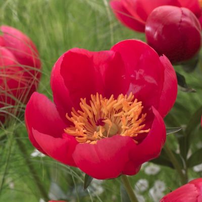 Пион Флейм Пион Флейм - Dolina-Sad.Ru