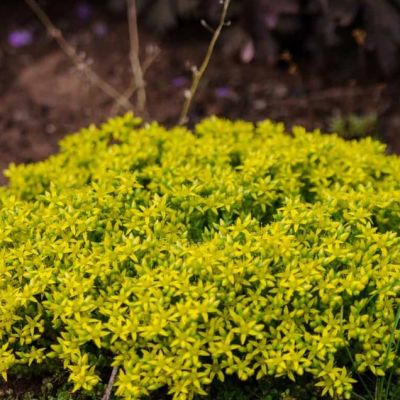 Седум едкий , P9 Седум едкий , P9 фото