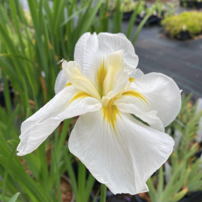 Ирис Голд Баунт Ирис Голд Баунт фото