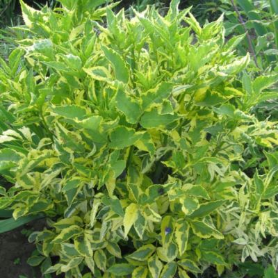 Бузина черная Мадонна, С3 Бузина черная Мадонна, С3 - Dolina-Sad.Ru