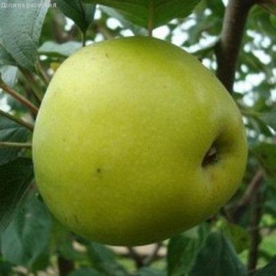 Яблоня Коштеля/Зимняя фото